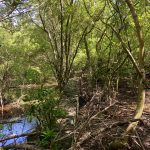 Mauer mitten im Sumpf