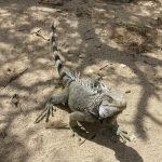 Iguana