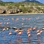 Flamingos aus der Ferne
