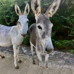 wilde Esel am Straßenrand