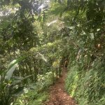 Wanderweg auf Grenada