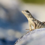 Stolzer Inselbewohner