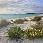 Raccoon Cay