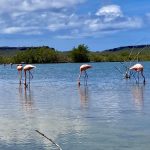 wilde Flamingos