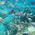 es wimmelt vor Fischen...