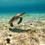 auch Schildkröten gibt es hier...