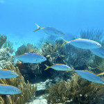 Fischschwarm bei Ruddercut Cay
