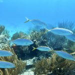 Fischschwarm bei Ruddercut Cay
