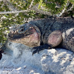 Bahamas-Iguana