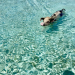 Swimming Pig