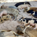 eine ganze Horde Strand-Schweine