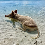 Abkühlung im Wasser