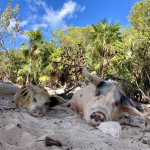 entspannte Strand-Schweine