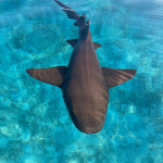 Ammenhai zu Besuch auf Staniel Cay