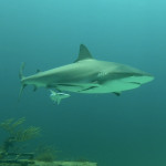 Karibischer Riffhai