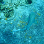 Ammenhai auf dem Vordeck