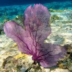 herrliche Korallen auf Compass Cay