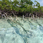 Mangroven auf Shroud Cay