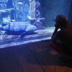 riesiger Grouper