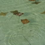 junge Mantarochen