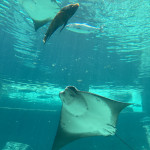 Mantarochen