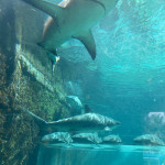 Wasserrutsche mit Haien