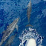 Delfine sind einfach toll