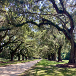 die Eichenallee von 1743