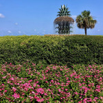 Ananas Springbrunnen